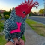 Q: How can I manage my cockatoo's screaming while I am away?
