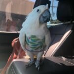 Q: How do I know if the cockatoo I am interested in is properly weaned and ready to leave the breeder?