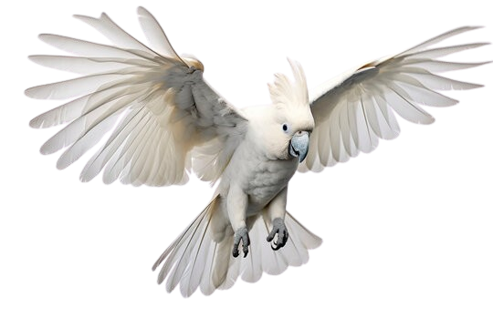 Talking Cockatoo Parrots for sale in Georgia