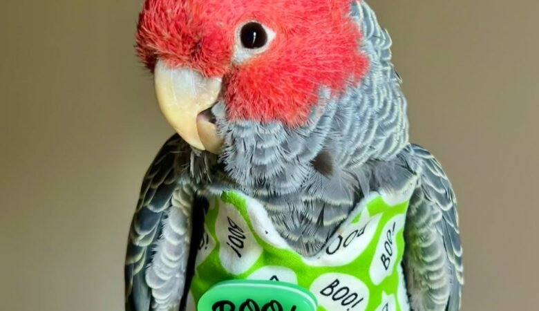 Cockatoo parrots for sale in Montana