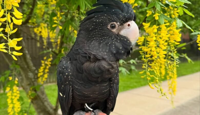 Talking Cockatoo Parrots for sale in Arizona