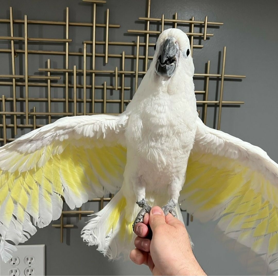 Cockatoos in Denmark