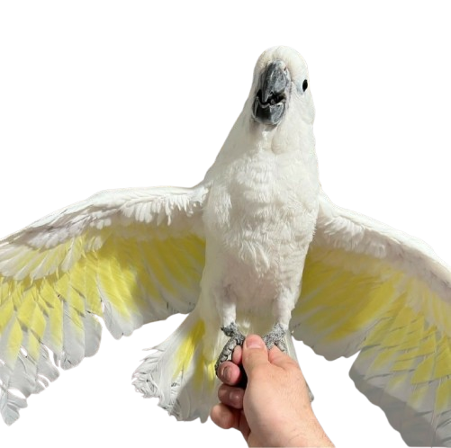 Talking Cockatoo Parrots for sale in New Zealand