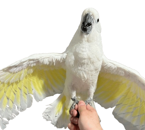 Talking Cockatoo Parrots for sale in Kansas