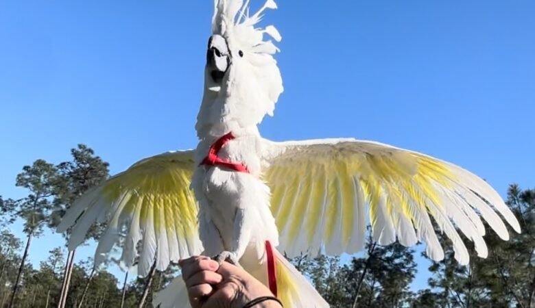 Talking Cockatoo Parrots for sale in Alabama
