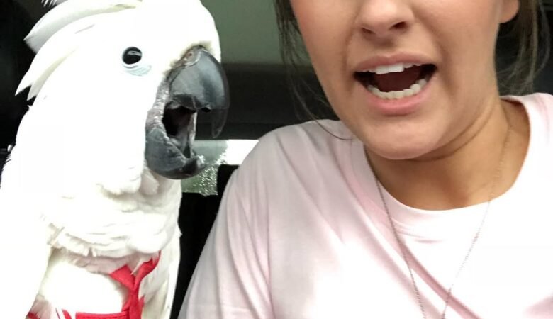 Cockatoos in Washington