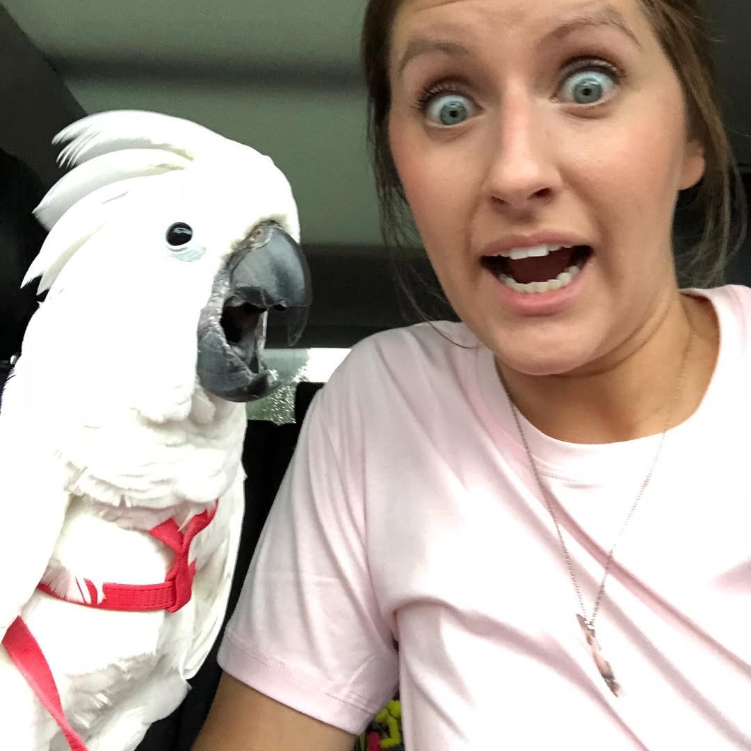 Cockatoos in Washington