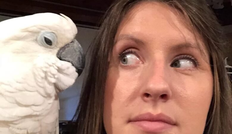 Cockatoo parrots for sale in Sweden