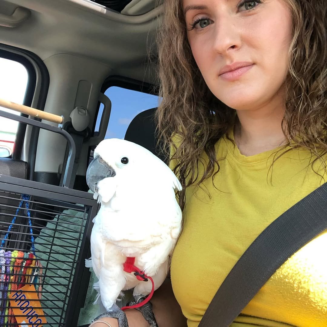 Cockatoos for sale in Ohio