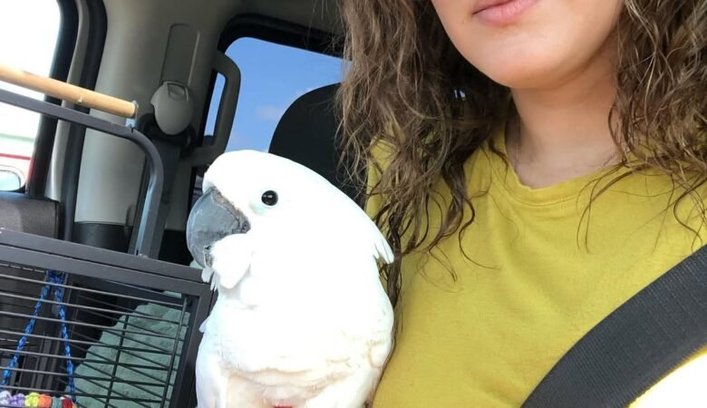 Cockatoo parrots for sale in Denmark