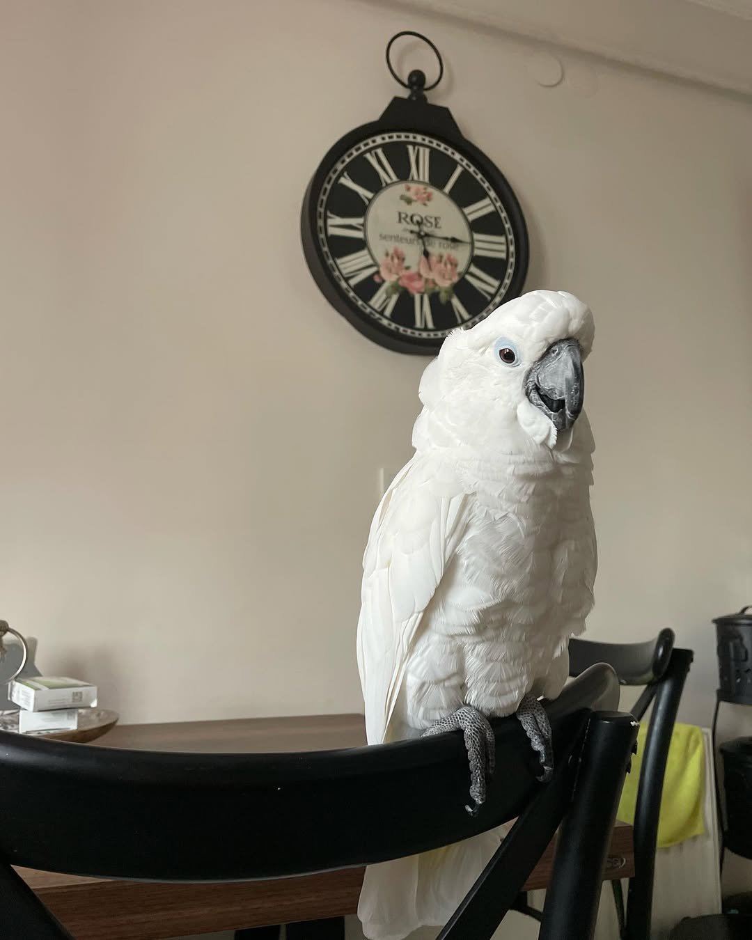 Cockatoos for sale in California