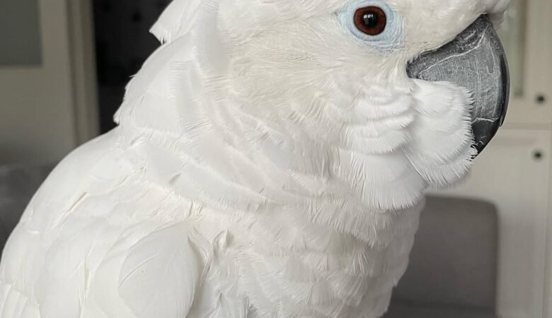 Cockatoos in Wisconsin