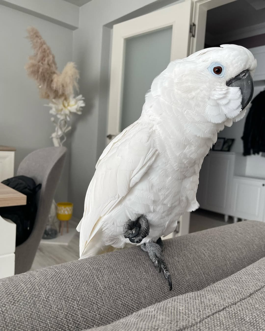 Cockatoos for sale in Arizona
