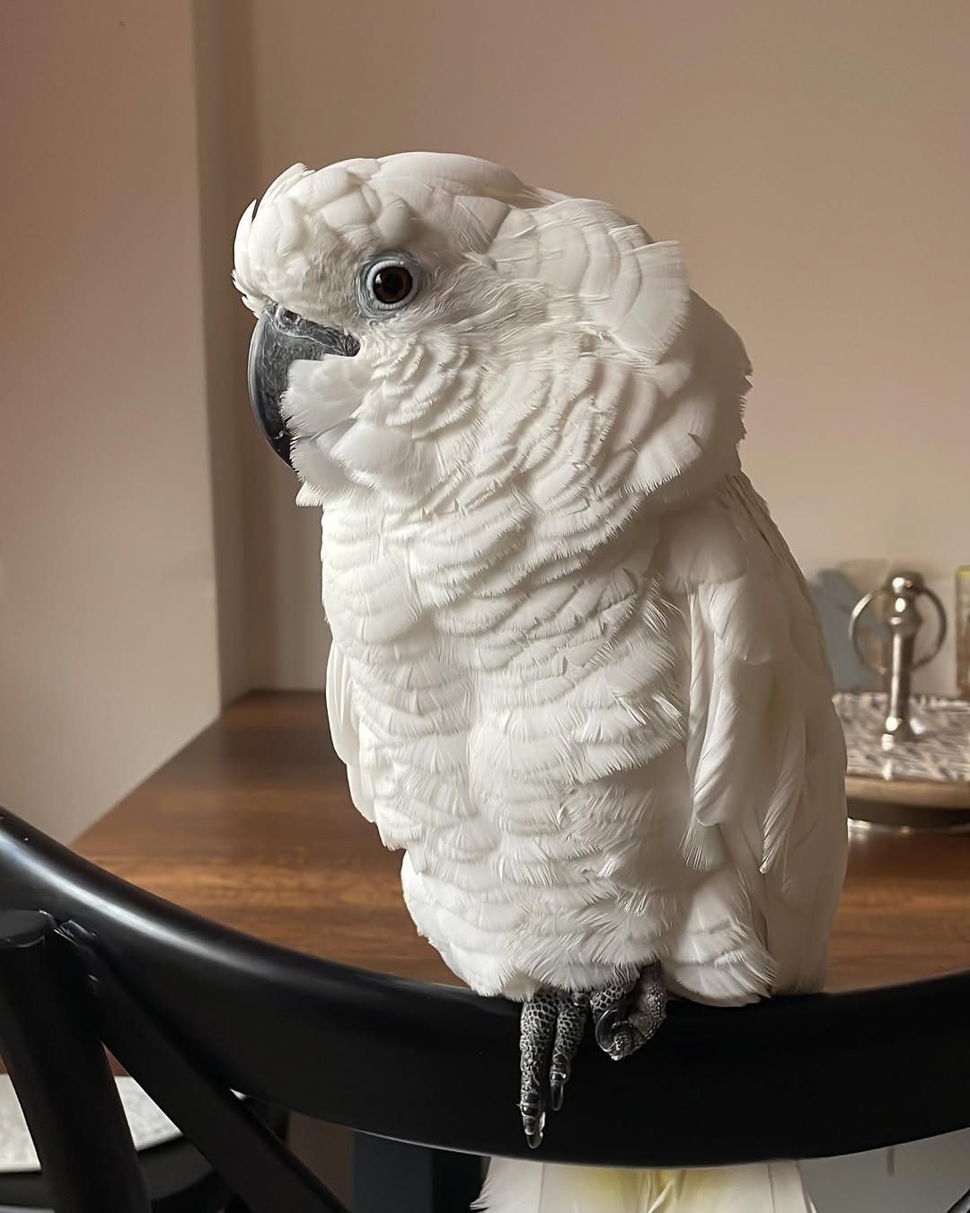 Talking Cockatoo Parrots for sale in Texas