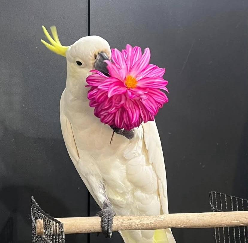 Cockatoo parrots for sale in Canada