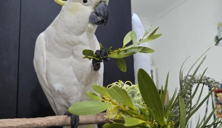 Talking Cockatoo Parrots for sale in South Dakota