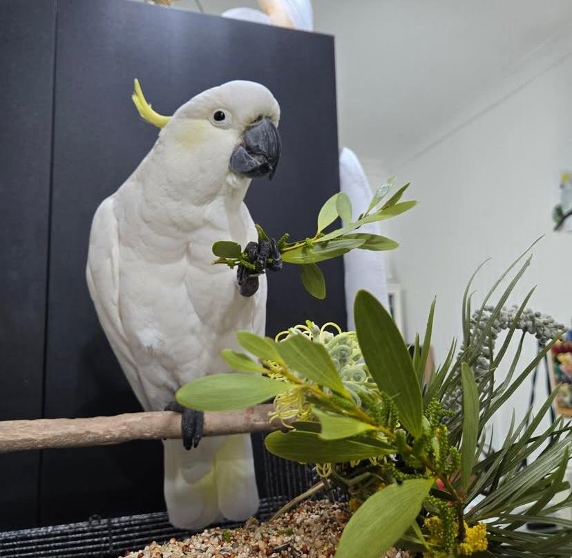 Cockatoo parrots for sale in United Kingdom