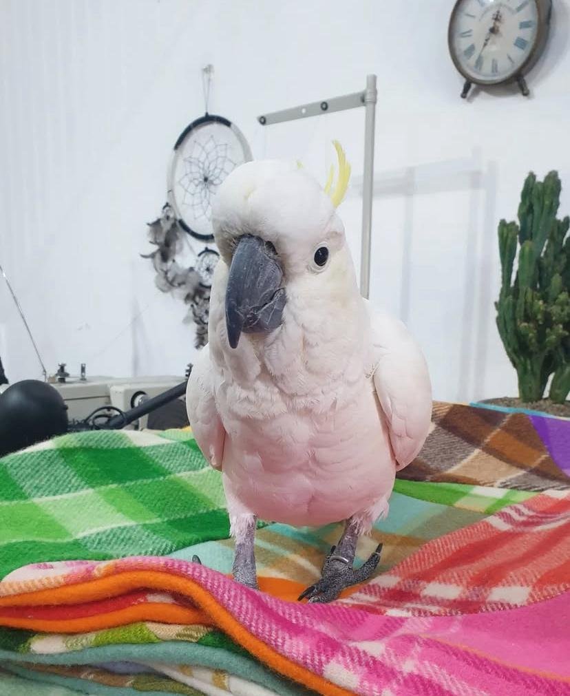 Cockatoo birds for sale in Canada