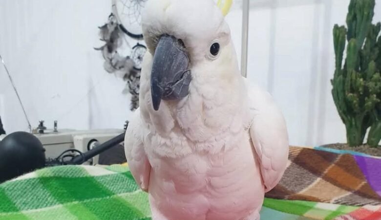 Cockatoo parrots for sale in Ireland