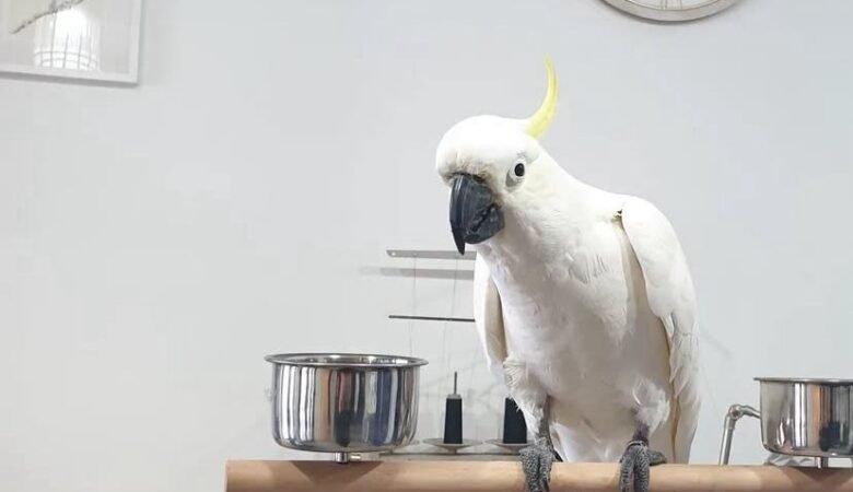 Cockatoos in South Dakota