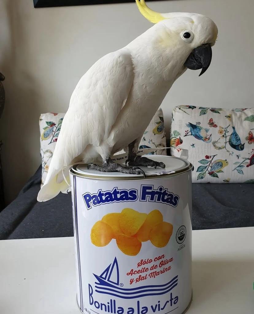 Talking Cockatoo Parrots for sale in Virginia