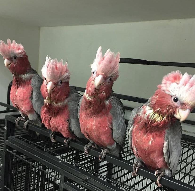 Cockatoos in North Carolina