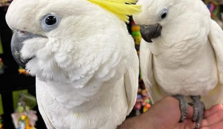 Cockatoos in Nevada