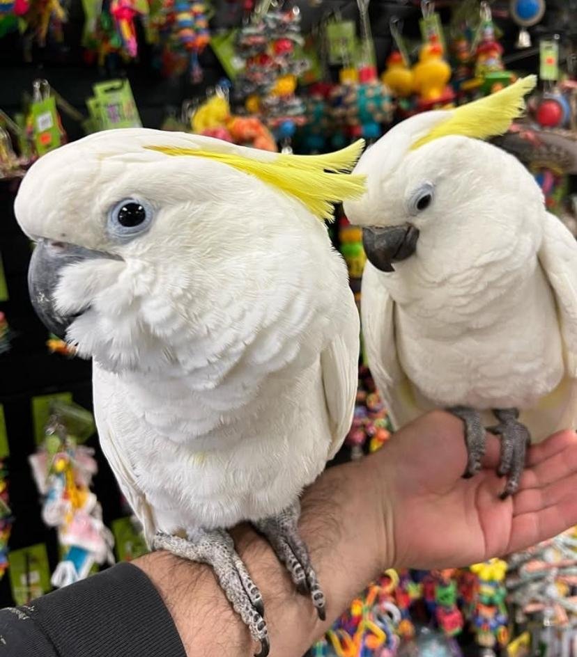 Cockatoos in Nevada