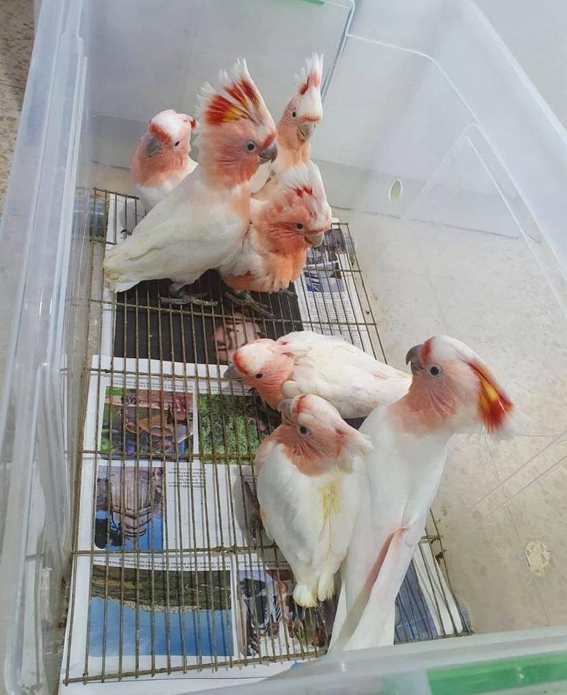 Cockatoos for sale in Rhode Island
