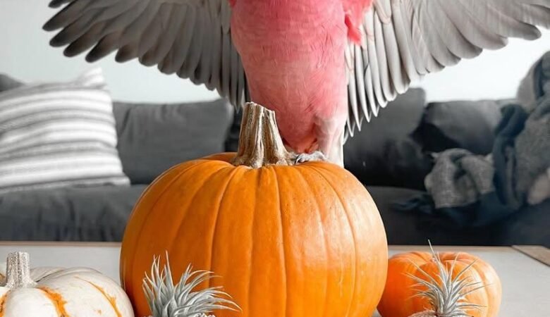 Cockatoo Parrots for sale near me California