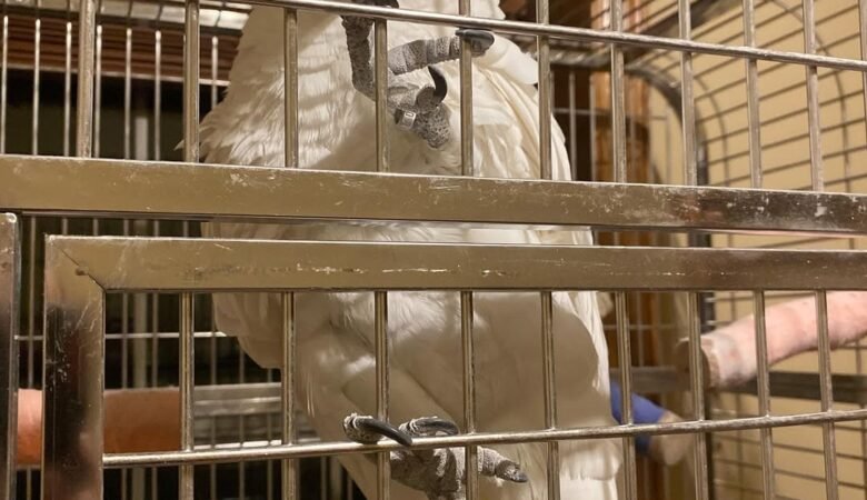 Cockatoo Parrots for sale near me Florida