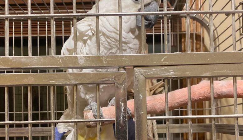 Cockatoo Parrots for sale near me Delaware