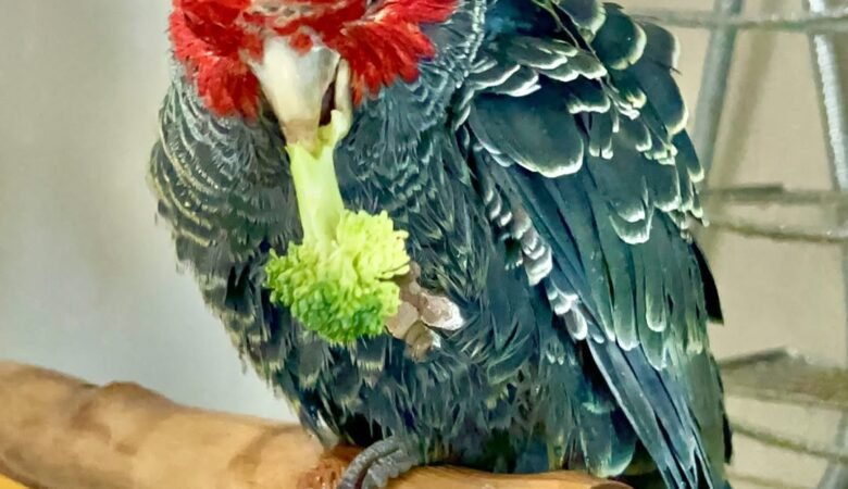 Cockatoo Parrots for sale near me Hawaii