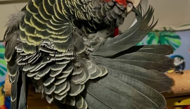 Cockatoo Parrots for sale near me Maine