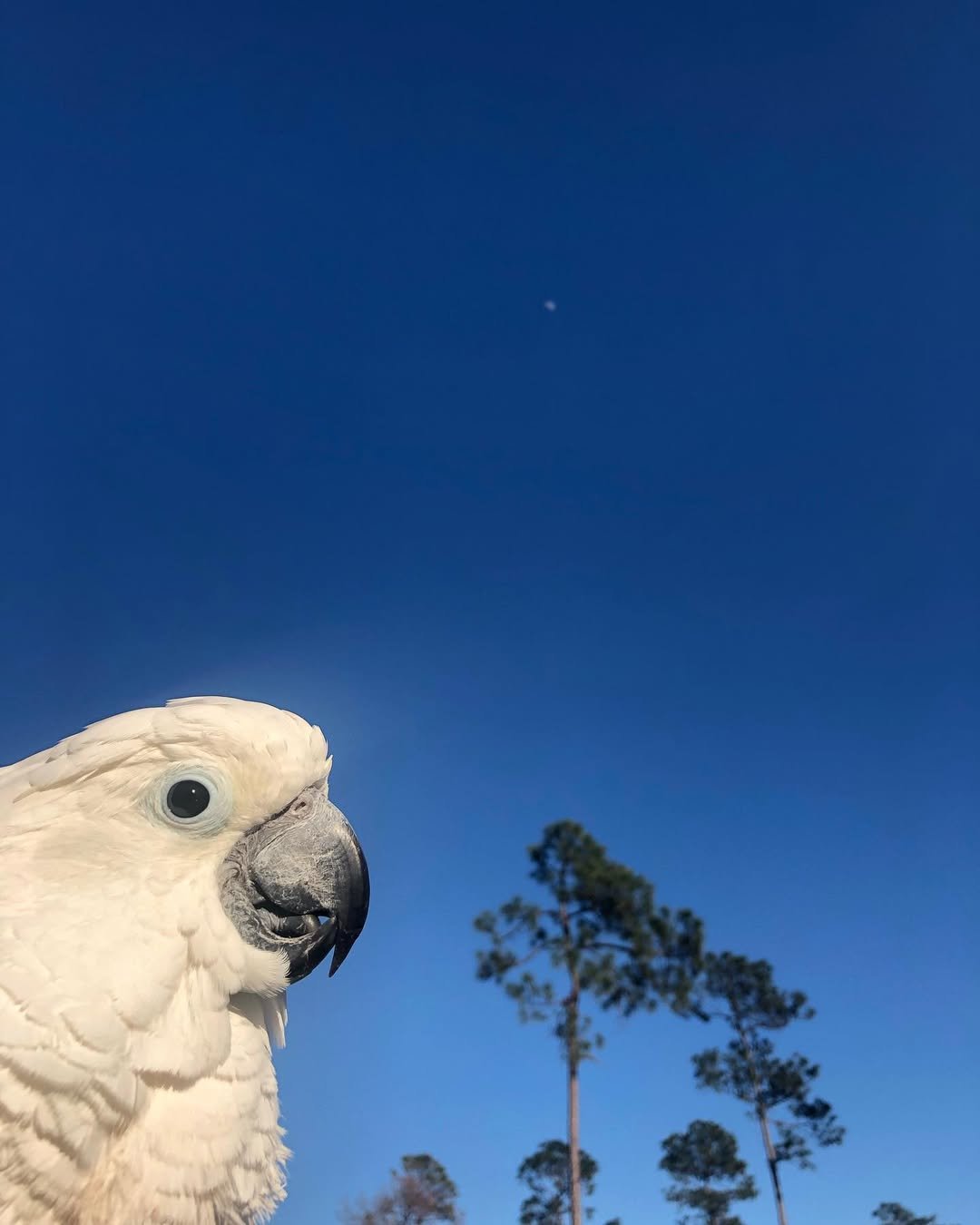 Cockatoo parrots for sale in Colorado