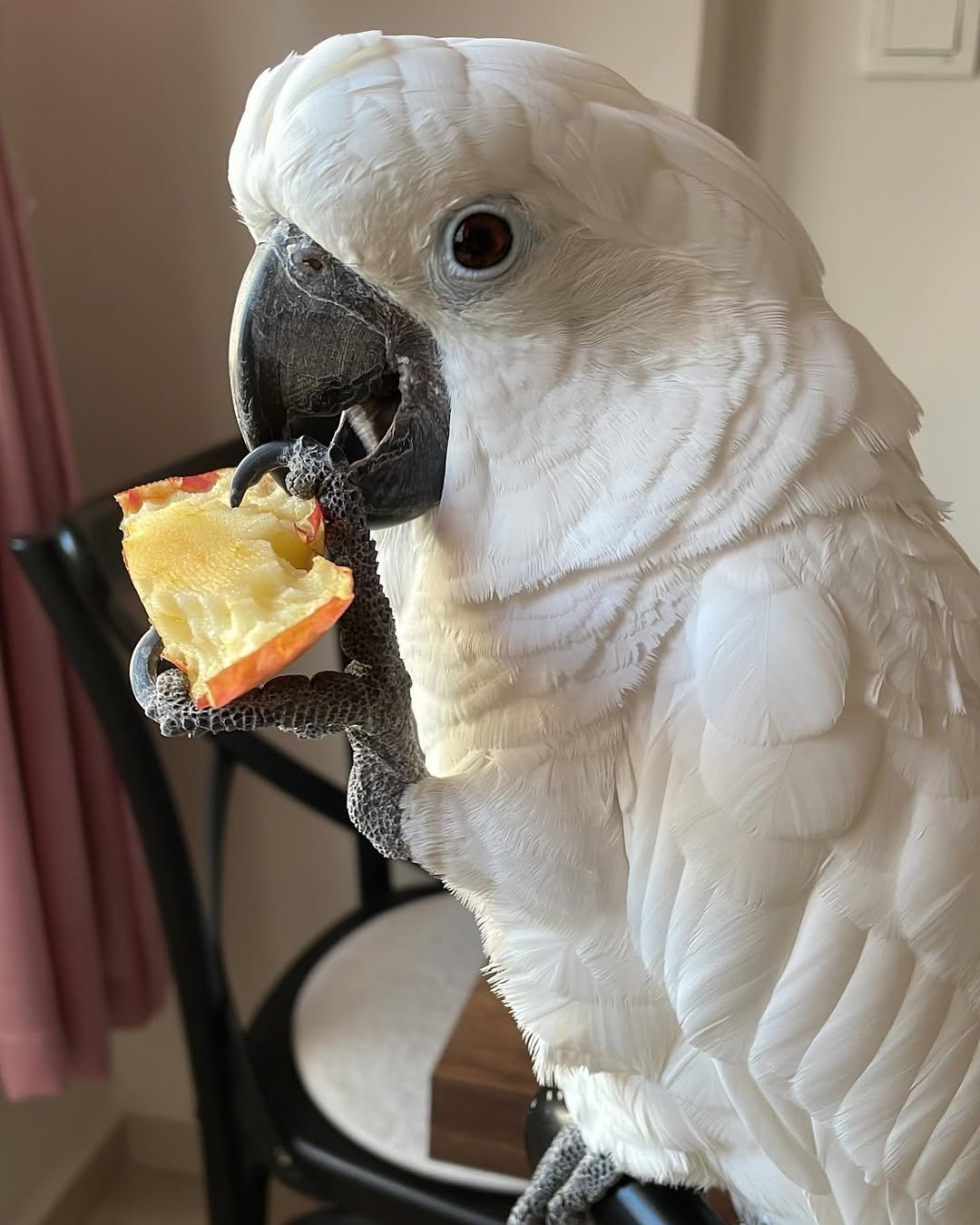 Cockatoo parrots for sale in Illinois