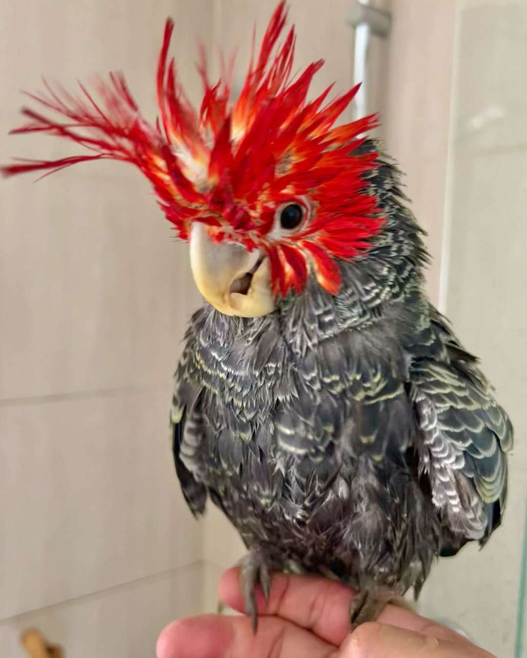 Cockatoo parrots for sale in Florida