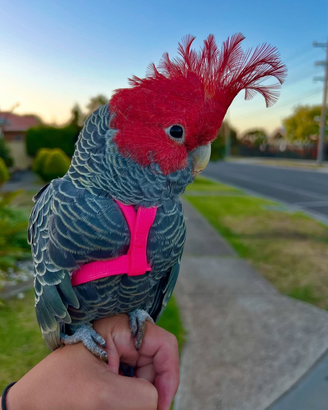 Cockatoos in Mississippi