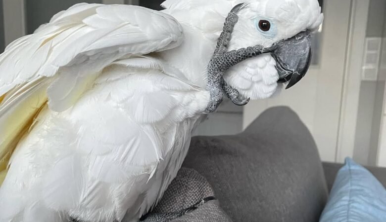 Cockatoos in Louisiana