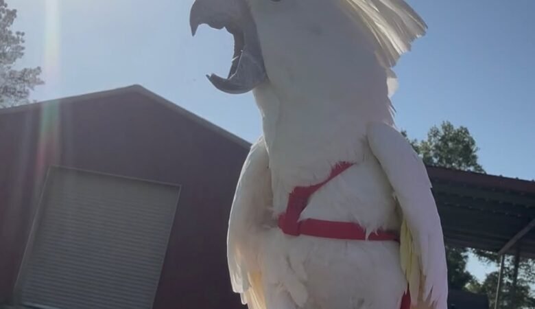 Cockatoos in Minnesota