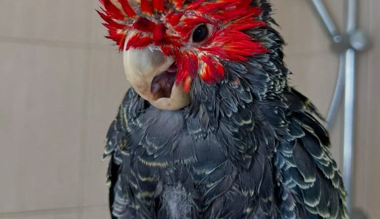 Cockatoos for sale in Louisiana