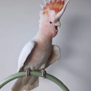 Galah Cockatoo Birds for Sale Online