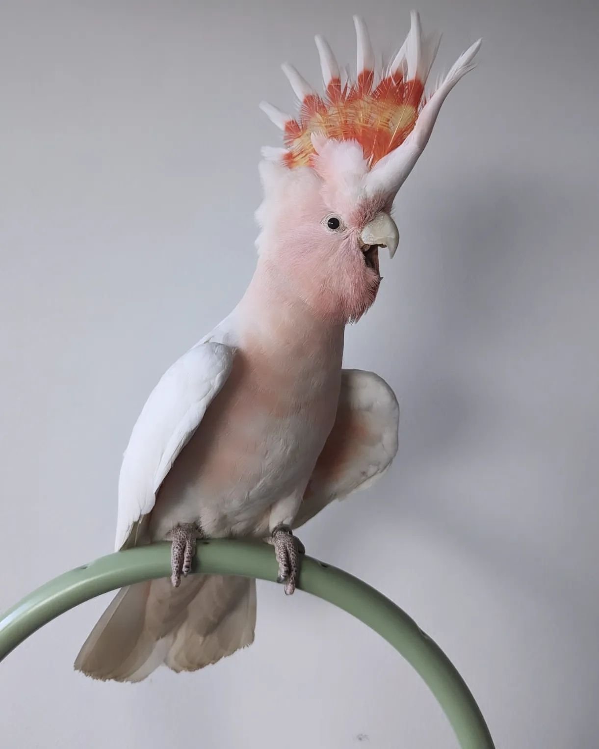 Galah Cockatoo Birds for Sale Online