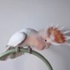 Galah Cockatoo Birds for Sale Online
