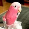 Tanimbar Corella Cockatoo Parrots for Sale