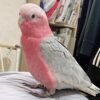 Find Local Galah Cockatoo for Sale