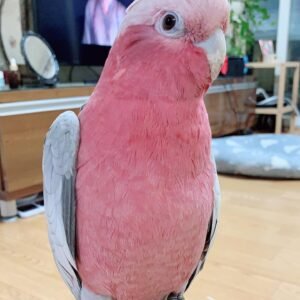 Find Local Galah Cockatoo for Sale