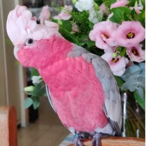 Glossy Black Cockatoo Parrots for Sale