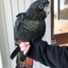 Major Mitchells Cockatoo Parrots for Sale