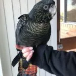 Major Mitchells Cockatoo Parrots for Sale